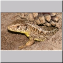 Lacerta agilis - Zauneidechse w01.jpg